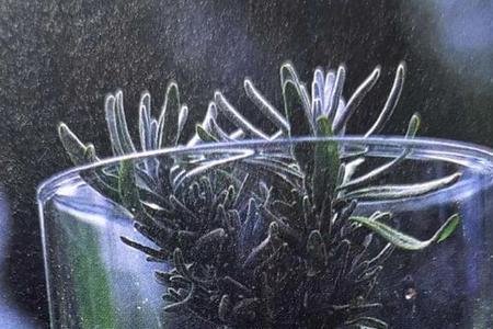 第一个发现植物的人