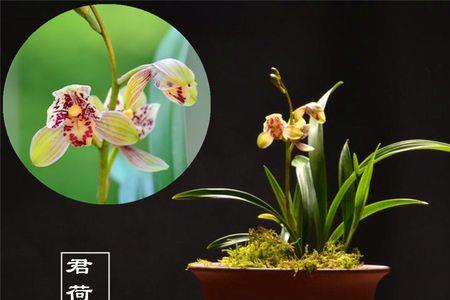 建兰君荷的缺点