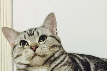 狸花猫为什么抢占高地