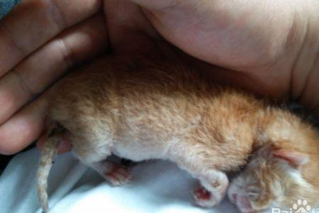 刚出生的小猫大猫不带怎么办