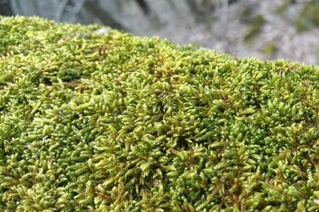 苔藓长在什么地方