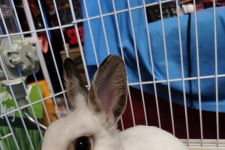 兔子爱钻床底下怎么办