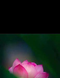 心生莲花是什么意思
