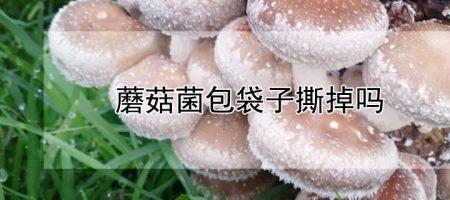 蘑菇菌包为什么不能放室内