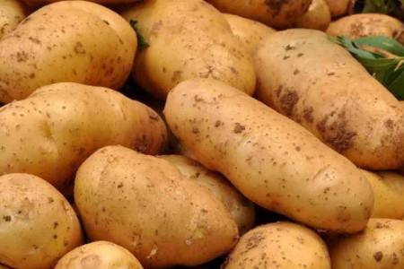 新土豆大概几月份下来