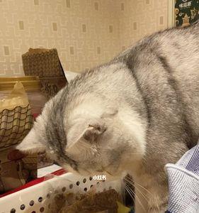 宠物猫被人偷吃了怎么办