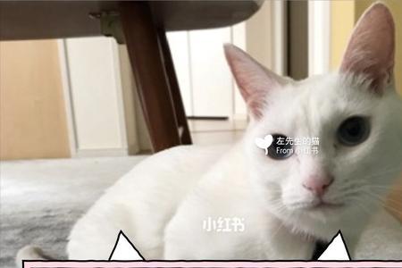 为什么猫会往猫砂内尿