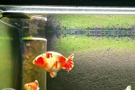 兰寿鱼缸最佳尺寸和数量
