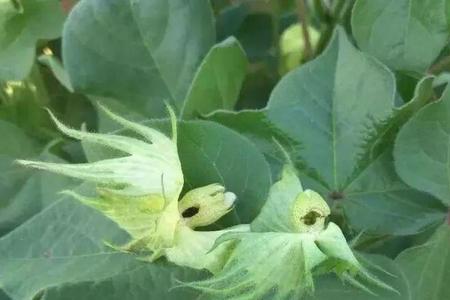 棉花7月下旬棉铃脱落咋办