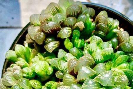十大最耐阴多肉