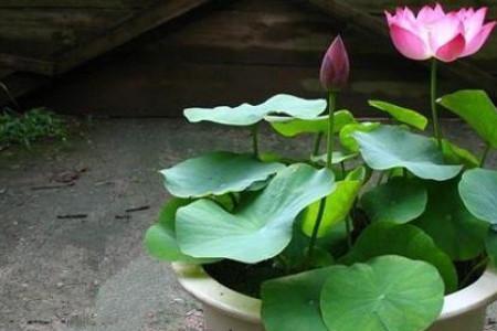 哪种碗莲每次开花都不同色