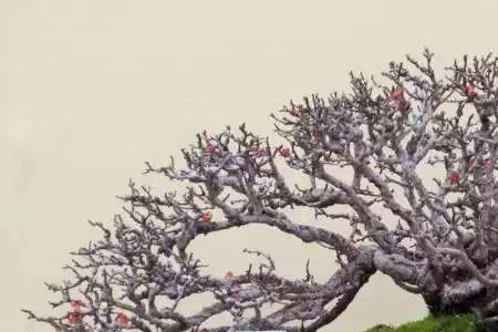 日本长寿梅的养殖方法