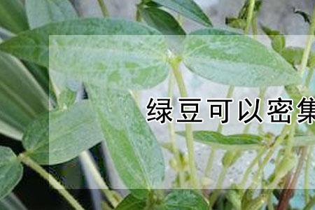 绿豆怎么结果
