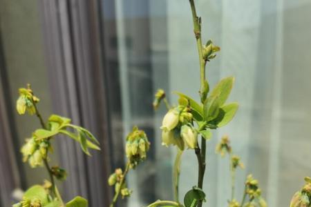 蓝莓花很小是为什么
