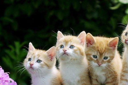 猫的特性和象征意义