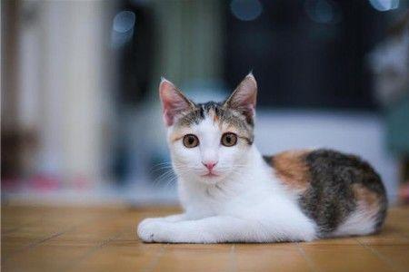 居民区邻居大批量养猫怎么办