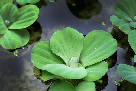 浮萍如何养长得好