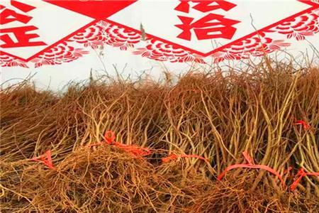 刚移栽的蒙阳红怎么还没有发芽