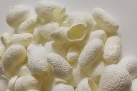 白色蚕茧是公蚕吗
