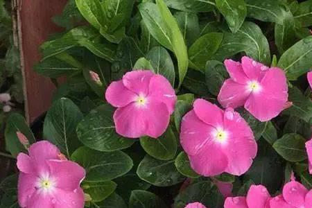 五叶梅花可以用手碰吗