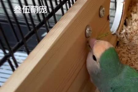 鹦鹉孵蛋的窝怎么弄