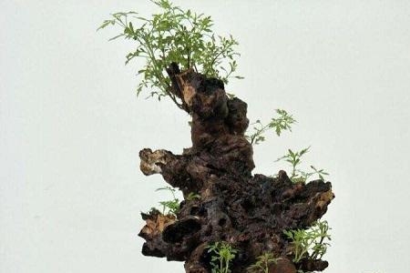 黄荆盆景怎样摘心