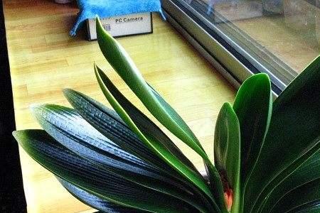 大元宝君子兰品种