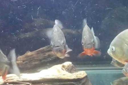 红腹水虎怎么发色好