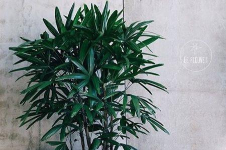 盆栽棕榈树叶子干枯怎么办