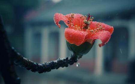 为什么下雨花就会开