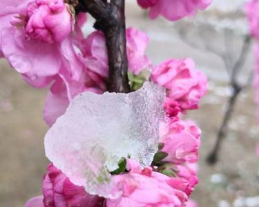 清明下雪哪一年