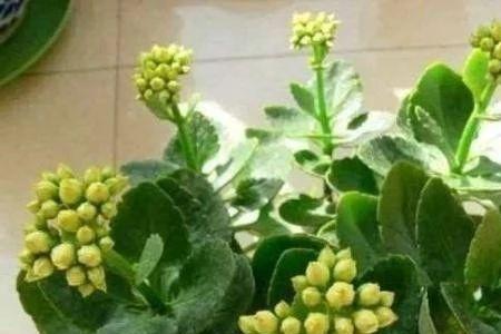 大宝长寿花是大花系吗