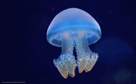 海蜇代表什么性格的人