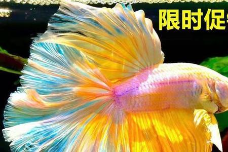 狮王斗鱼母鱼多大产卵