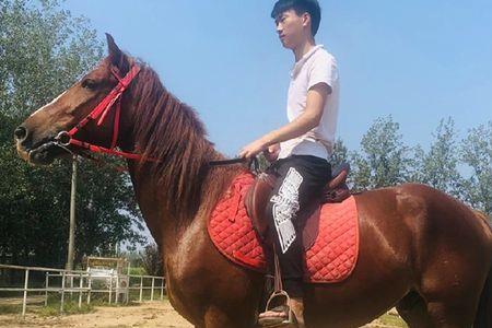 公马和骟马哪个好养