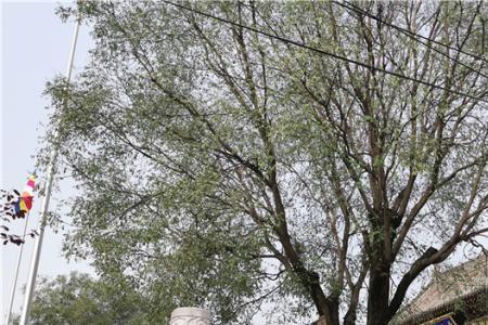 郭杜香积寺村会拆吗