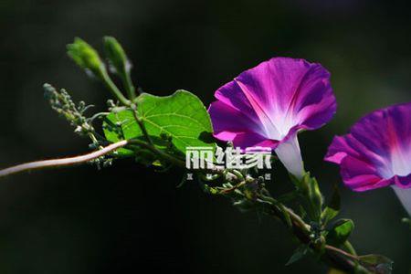 喇叭花泡酒的方法