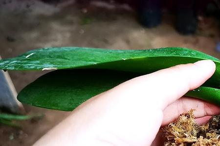 蝴蝶兰换盆后能用生根水吗