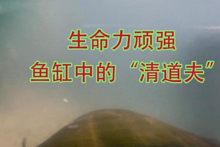 黄金河蚌能养在鱼缸里吗