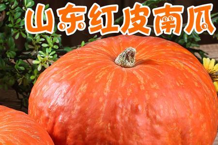 八月采摘红皮南瓜能放多久