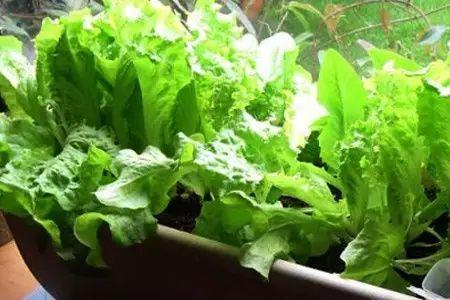 生菜剪掉上面留根还能长吗