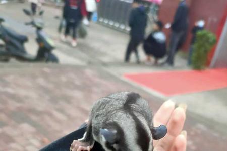 蜜袋鼯怀孕多久出袋