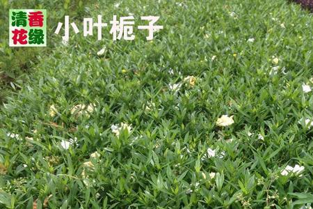 大叶栀子和小叶栀子哪个耐晒