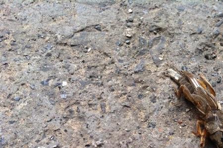 下水道的虫子跟蛐蛐长得很像