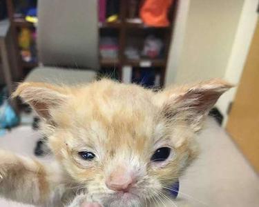 猫被人抓走了还会回来吗