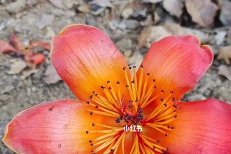 攀枝花有毒吗