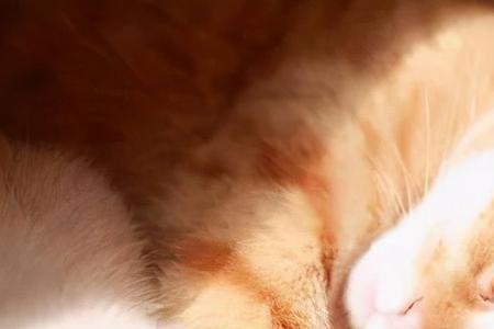 猫会不会被太阳晒死