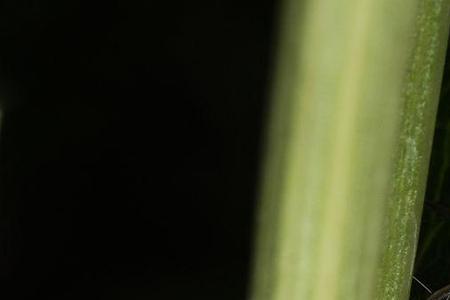 家里菜园有很多蛛蜘用什么农药