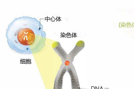 dna第19号序列是什么