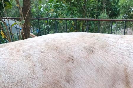 猪肚子正常颜色是什么颜色